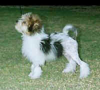 CHINA ROAD YANKEE DOODLE (Denny) goes Baby Puppy In Show aged 16 weeks